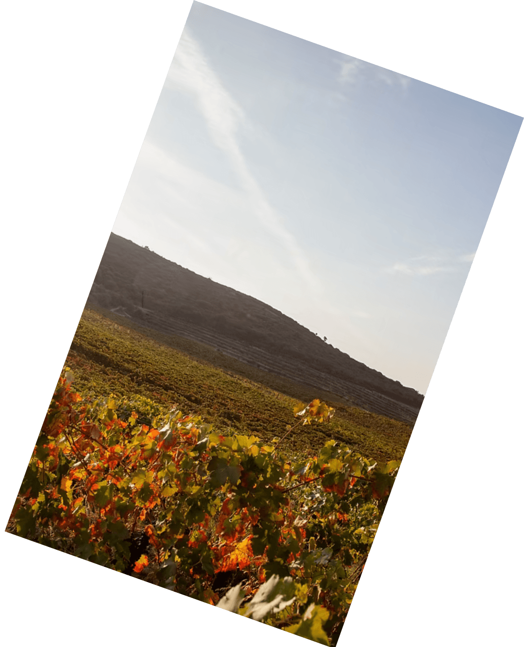 Vinification